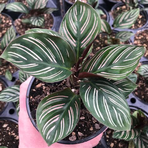 Pin-stripe calathea. The pinstripe plant, also known as Calathea ornata is named for the ornate foliage it features. The dark green leaves with pink to whitish stripes create a captivating contrast that pleases the eye. This … 