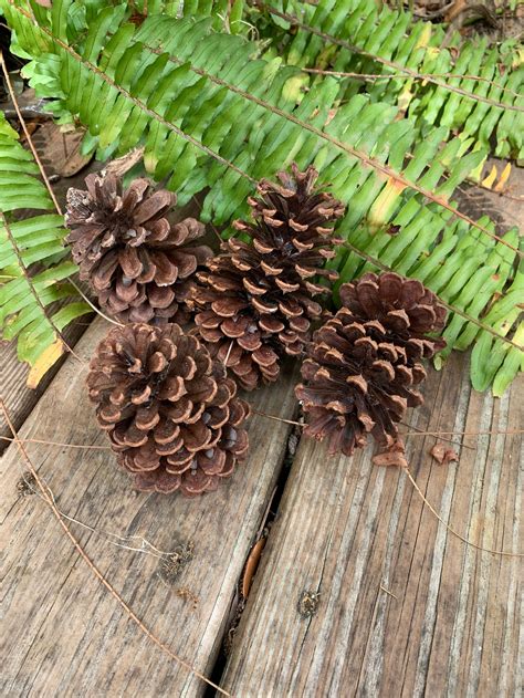 Pine Cone - Etsy