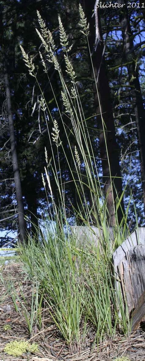 Pine Grass, Calamagrostis rubescens - calscape.org