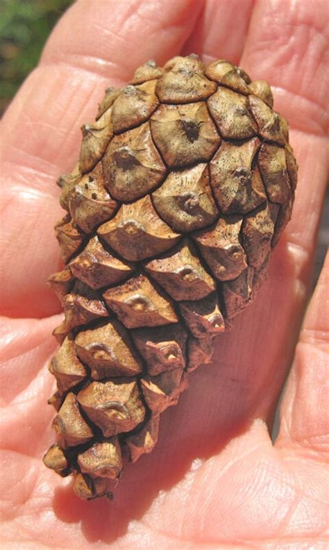 Pine Tree Cones - Tree Guide UK - Tree ID by pine tree …