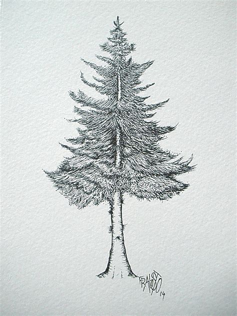 Pine Tree Pencil Drawing