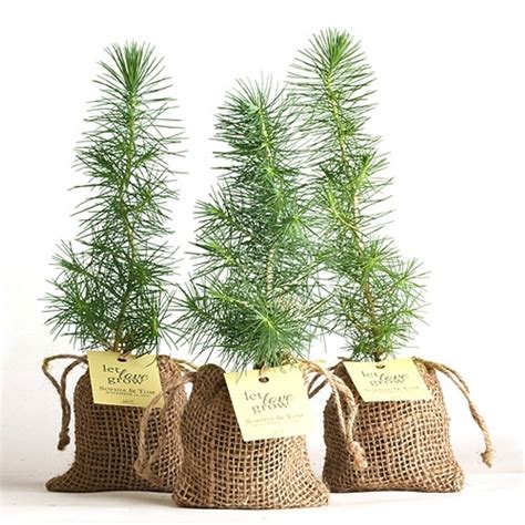 Pine Tree Plant Favor - Burlap Pouch - Eastern Leaf