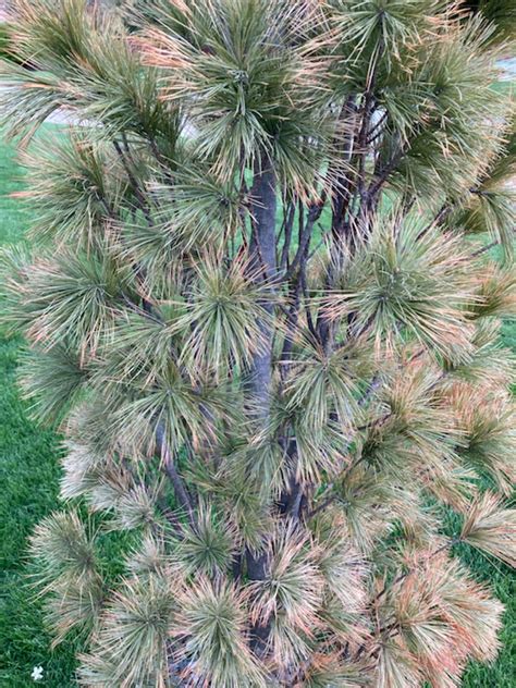 Pine Tree Winter Burn - Ask Extension