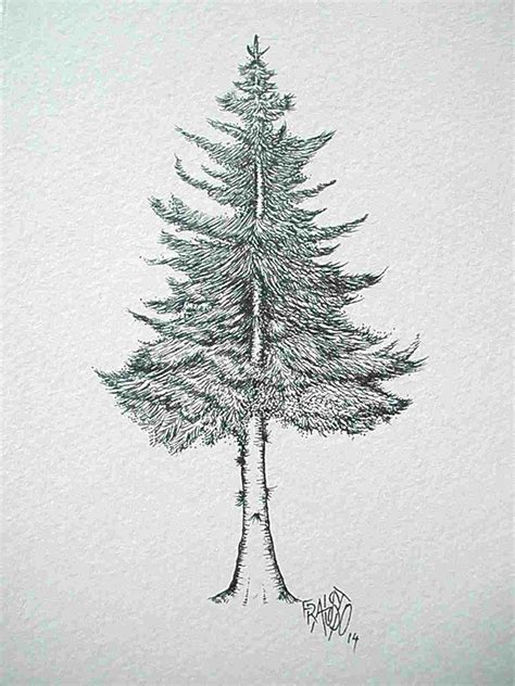 Pine Trees Drawings