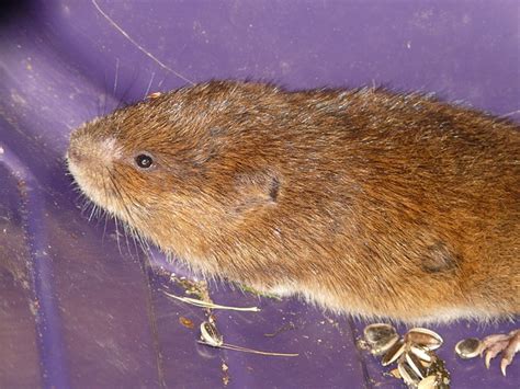 Pine Voles Vole Control Vole Bait Stations