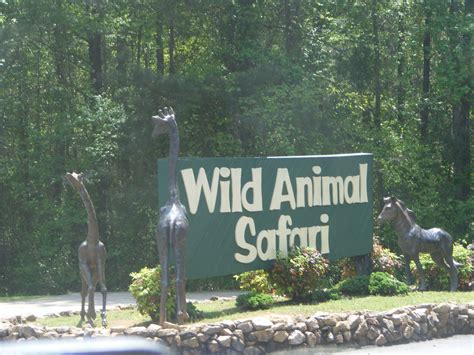 Pine mountain safari. Another popular attraction in Pine Mountain, GA is the Wild Animal Safari. This drive-thru safari park features zebras, bison, and more that you can interact with and feed. 