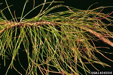 Pine needle rust UMN Extension - University of …