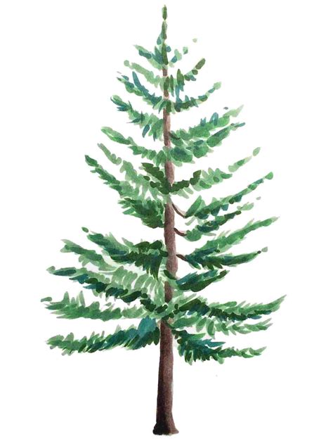 Pine tree drawing. Things To Know About Pine tree drawing. 