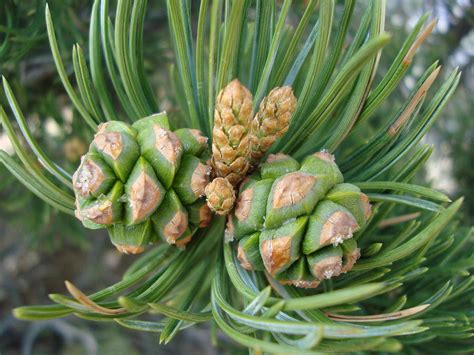 Pine tree seeds. There are three easy steps to grow a pine tree from seed: Harvest or buy — It is far easier to buy pine seeds from your local nursery or seed store, but they can also … 