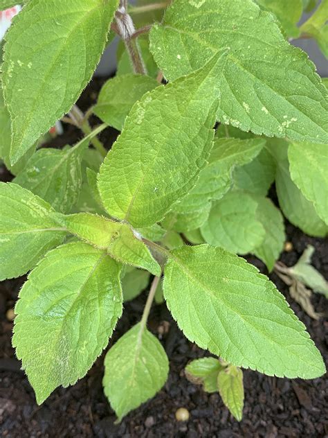 Pineapple Sage Growing Guide - The Gourmantic Garden