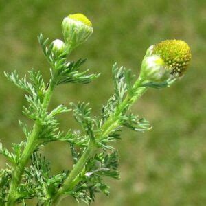 Pineapple Weed - Weekly Weeder #29 + Wildcrafting ...