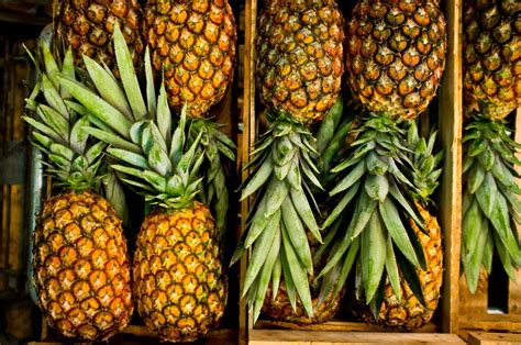 The pineapple is a tropical plant and fruit, native to Uruguay, Brazil, Puerto Rico, or Paraguay. It is a medium tall (1–1.5 m) herbaceous perennial plant .... 