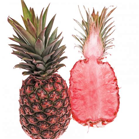 Pineapple pink. of a guide or tutorial, and provide step-by-step instructions. Table of Contents. How to Grow Pink Pineapple. What is a Pink Pineapple? Choosing Your Pineapple Variety. … 