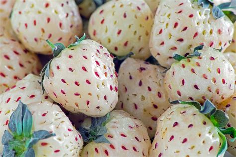 Pineapple strawberry. Things To Know About Pineapple strawberry. 