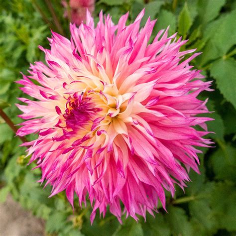 Pinelands Princess — THE DAHLIA HOUSE