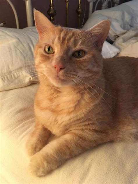 Pinellas Park - Pinellas County - FL - My Cat Nef is Missing - Found …