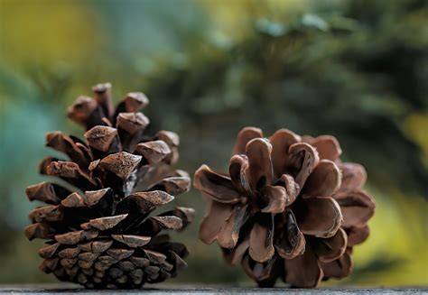 Pinetree Seeds - Houzz