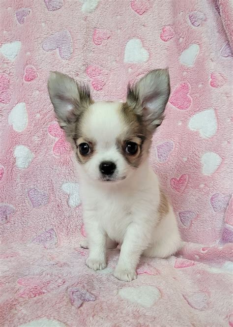 Find Chihuahua Puppies and Breeders in your area and helpful Chihuahua information. All Chihuahua found here are from AKC-Registered parents. ... Pinewood Acres Chihuahuas. Females Available 4 months old. Marsha Henderson Palmyra, ME 04965. AKC Breeders of Merit. BRONZE LEVEL OF ACHIEVEMENT: