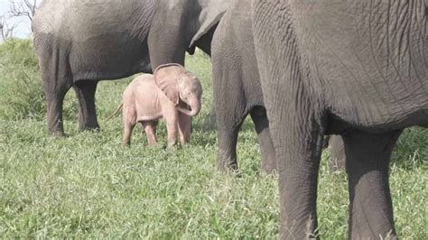 Pink Baby Elephant Spotted In Wild - YouTube