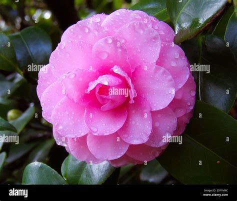 Pink Camilla Onlyfans Leak