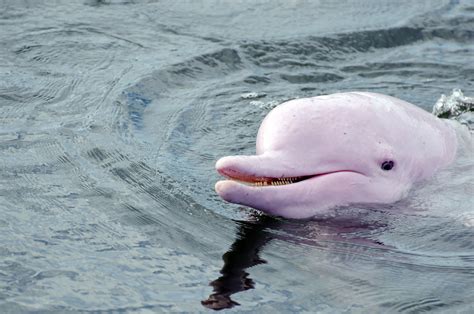 Pink Dolphin Facts For Kids Pink River Dolphin Facts - Animals Time