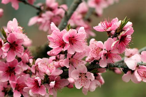 Pink Flowers Tree Spring
