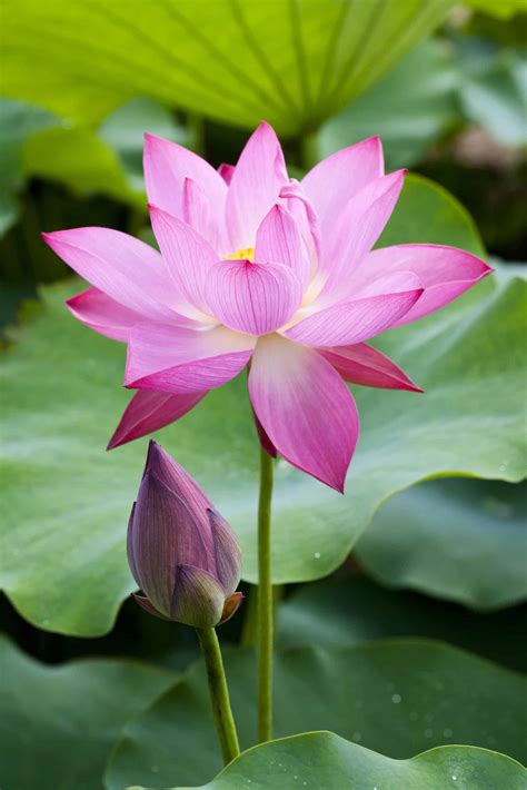 Pink Lotus Flower Meaning and Symbolism (Explained)