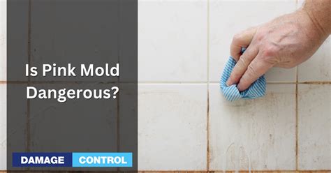 Pink Mold: Is it Dangerous? And How to Get Rid of It. - Home …