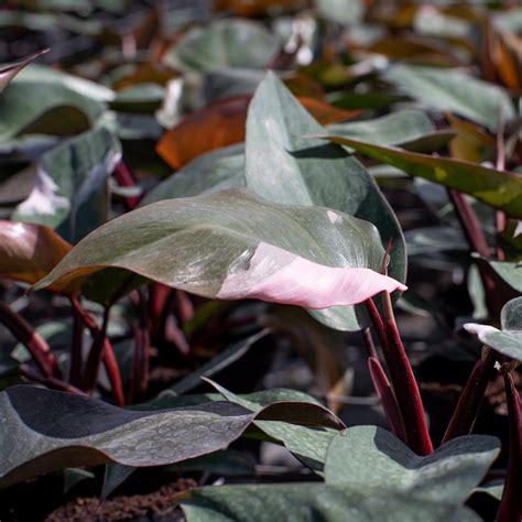 Pink Princess Philodendron medium – Costa Farms