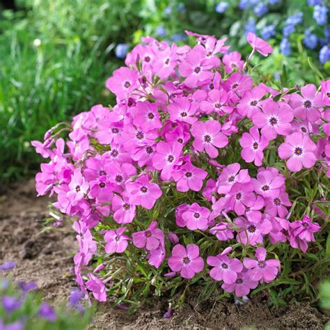 Pink Profusion Phlox American Meadows