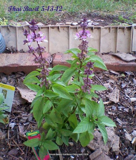 Pink basil. Things To Know About Pink basil. 