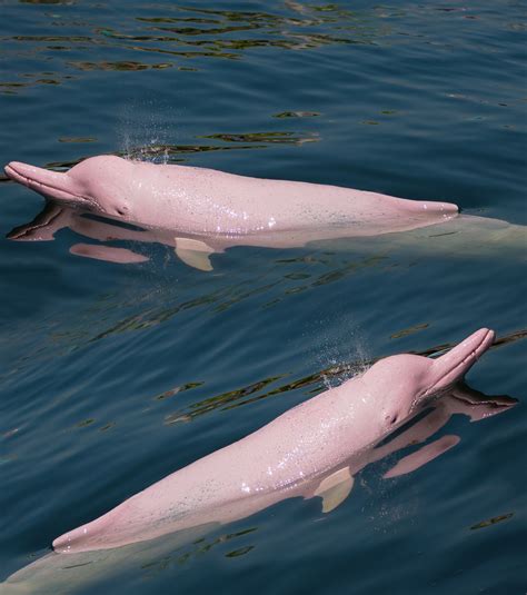 Pink dolphin. Hong Kong Airport criticised for new runway's environmental impact on pink dolphins. From a small rubber boat, Porter and her team drop microphones into the water and use drones to watch for dolphins. 
