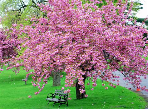 Pink flower tree. The Weeping Cherry blossom tree has arching branches that are covered in double pink flowers. Double weeping cherry tree has pink blossoms. The tree’s drooping growth habit makes this weeping cherry blossom tree particularly attractive in spring. After flowering, pointed, oval leaves appear, which turn golden yellow in the fall. 
