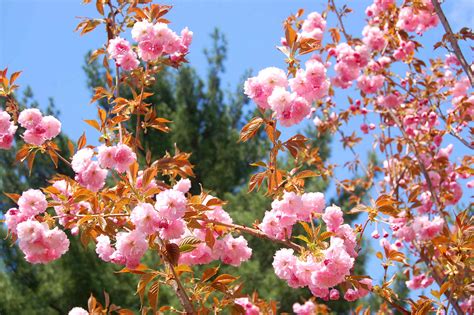 Pink flowering trees. Lagerstroemia ‘Tonto’: This small shrub-like tree has large, bright magenta-red flowers and reddish-purple fall foliage. The red-flowering clusters measure 6” (15 cm) long. Mature Size: Range from 8 to 30 ft. (2.4 – 9 m) tall and up to 20 ft. (6 m) wide, depending on the variety. USDA Hardiness Zones: 6 to 9. 