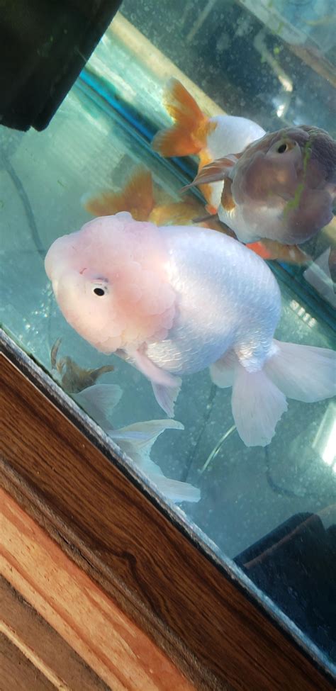 Pink goldfish. May 16, 2019 · Without other chromatophores, and thereby, pigments, to color the goldfish, it will appear white with a metallic sheen. This goldfish shows intense red due to erythrophores. Credit to @lukesgoldies on Instagram. Other chromatophores at play are xanthophores (yellow), erythrophores (red), and melanophores (black). 