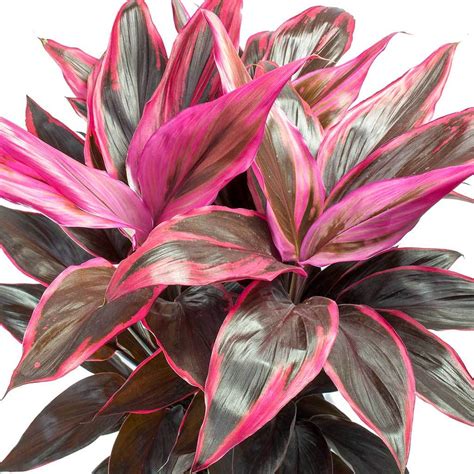 Pink leaf plant. 50 Useful and Beneficial Insects for the Garden. 13. Gold Star Croton. Botanical Name: Codiaeum variegatum ‘Gold Star’. This beautiful, slow-growing variety has narrow dark green leaves patterned with shiny yellow splashes. This evergreen plant is very low-demanding and cherished among Types of croton. 