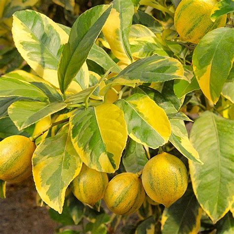 Pink lemon tree. There is also a large-size growing variety of Santa Teresa lemon. The dwarf variety is a slow-growing in nature, reaching a mature height of between 3 and 6 feet tall. The tree is a heavy producer, and can yield as much as 50-100 pounds of lemons per year. A standard Santa Teresa tree would reach 15 to 25 feet tall. 