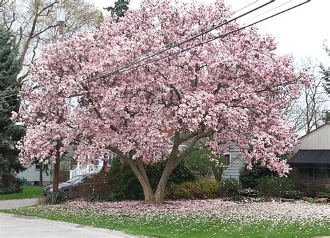 Pink magnolia tree. The japanese magnolia is a flowering tree that is native to Japan. It can grow to be up to 30 feet tall and has large, fragrant flowers. The flowers are typically white, but can also be pink or purple. The tree blooms in late spring or early summer. 