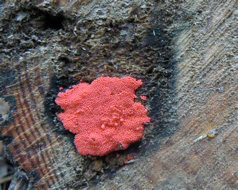 Pink mold. Things To Know About Pink mold. 