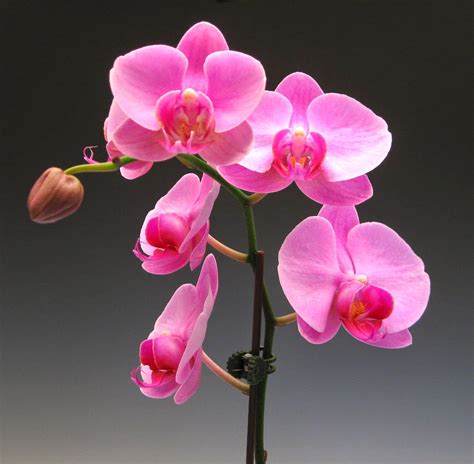 Pink orchid. Beautiful pink flowers with a deep burgundy lip make this recent discovery to the orchid world a pleasure to see in the wild. Yellow Cowhorn Orchid (Cyrtopodium … 