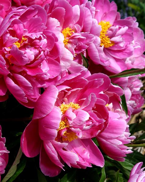 Pink peoni. Apr 19, 2021 · First Arrival peonies are an Itoh peony and feature ruffled pink-lavender flower petals. The petals become a darker red and surround a bright yellow center supported by a strong and sturdy stem. This type of peony also features a fresh rose scent. Blooms around: Early spring. Rock’s Peonies 
