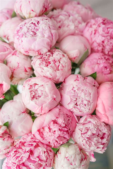 Pink peonies. Dig carefully, making sure to avoid damage to the root system. Select a well draining location with sunlight or partial shade. Place the peony at the right depth (2 to 3 inches) with buds facing upward, then backfill with soil. Water thoroughly and apply organic mulch to retain moisture and deter weeds. 