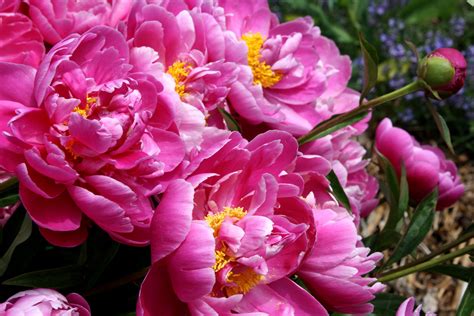 Pink peony. ‘Kansas’ peonies are a great mid season blooming peony. It is a dark fuschia pink double flowering variety. Mid season blooming peonies are the bulk of all varieties. So choose … 