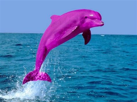 Pink pink dolphin. “It is very likely that there are more who have died and we expect more to be found dead and ailing,