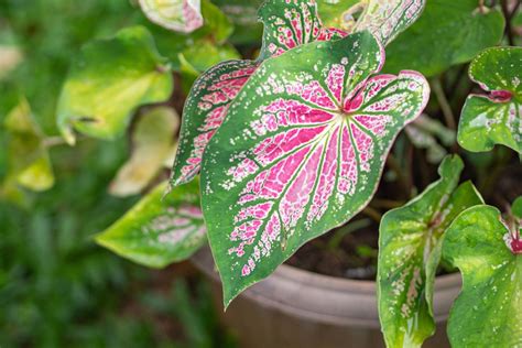 Pink plant. If you’re in the early stages of learning about stocks, you’re likely also learning the ropes of stock markets themselves. After all, if you want to start investing in these financ... 