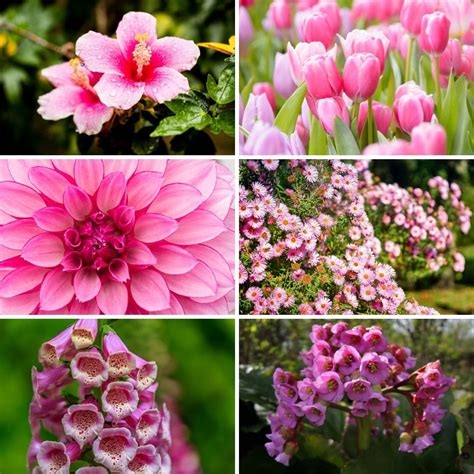 Pink plants. Plants with Pink Leaves (Including Pictures) Some pink houseplants have … 