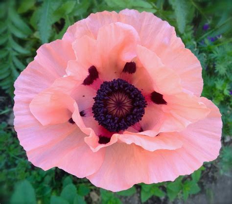 Pink poppy. Things To Know About Pink poppy. 
