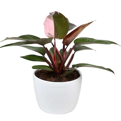 Shop Monrovia Pink Princess Lilies Oxana in 1.6-Gallon (s) Potundefined at Lowe's.com. Hot raspberry-pink, 2-inch blossoms with striking golden throat are warm climate stand outs. Versatile dwarf with dense, mounding form is ideal for massed . 
