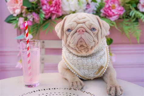Pink pug. A rare pink pug has shot to viral fame after stunning the internet with his striking baby blue eyes, pink nose, ears and toes, along with a unique translucent coat that gives his body a rosy... 
