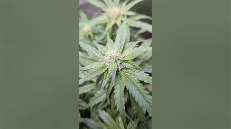 Pink rozay autoflower.  Participants explore various chemical processes and factors th...